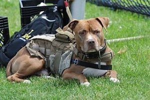 can pitbulls become service dogs