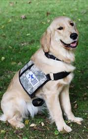 why are golden retrievers good service dogs