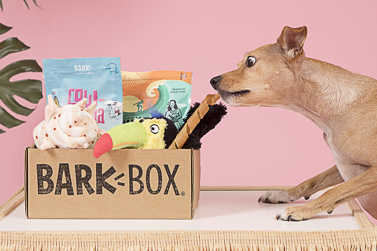 BarkBox Honest Review Amazing Service Dogs