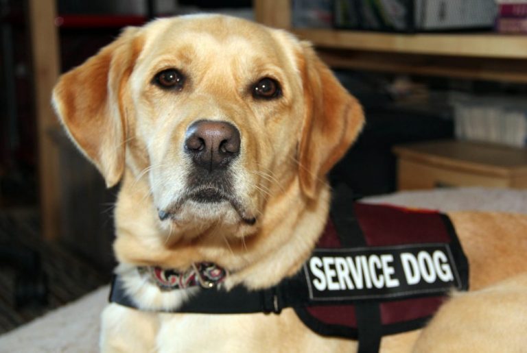 Confused Between Service Dog and Therapy Dog? Clear Difference Here