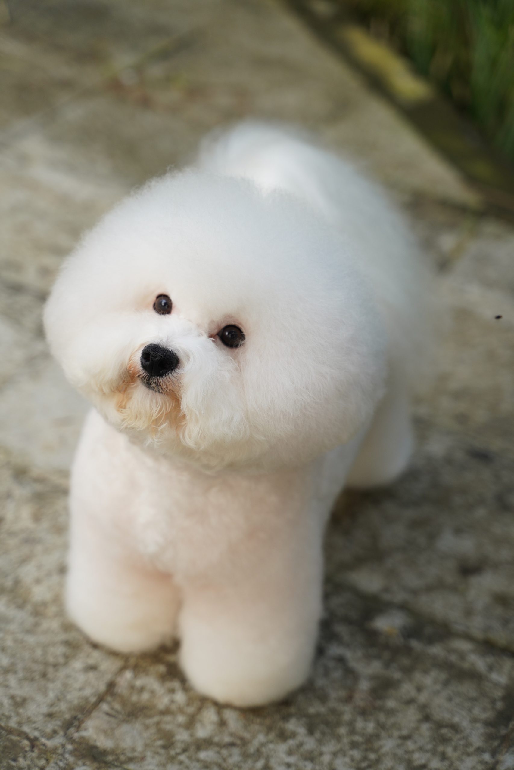 are bichon frise good therapy dogs