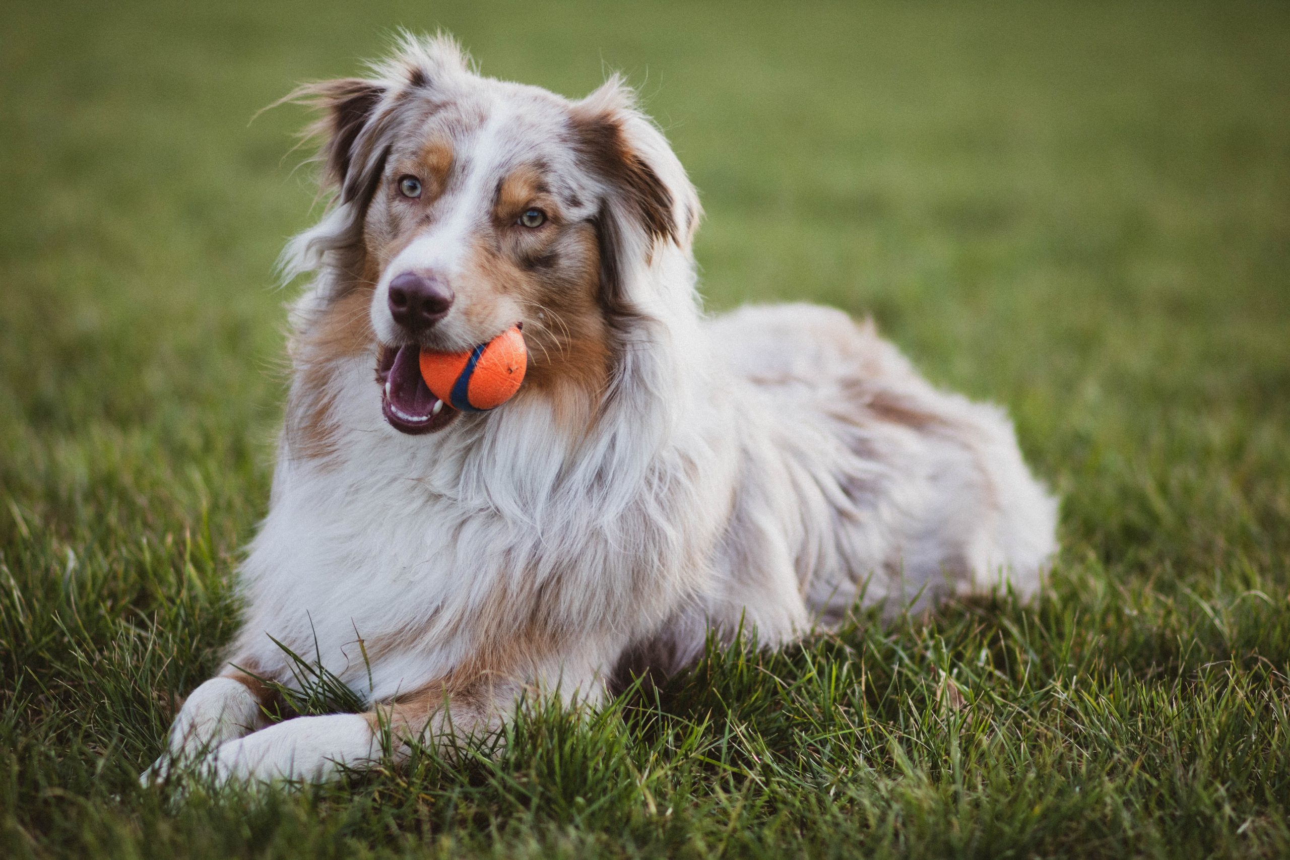 are australian shepherds good emotional support dogs