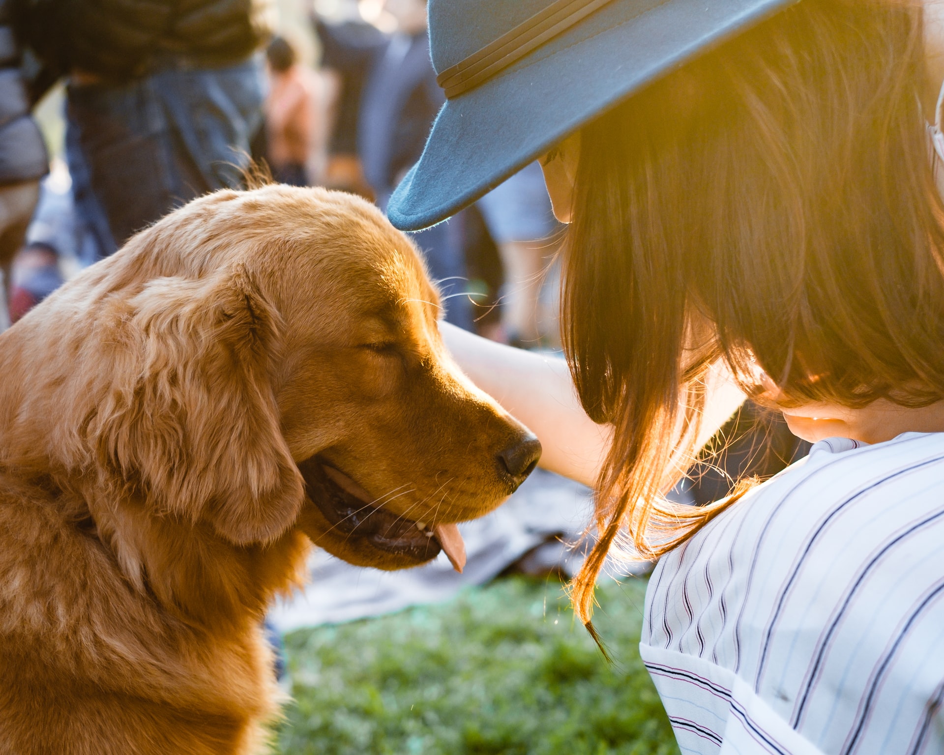 Service Dog Application Archives Amazing Service Dogs