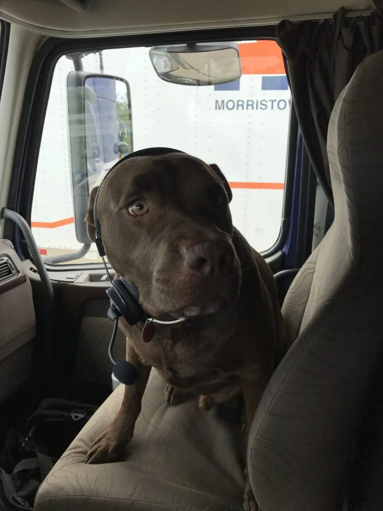 Mr Big chocolate lab mix service dog sitting in a semi truck passenger seat wearing a headset