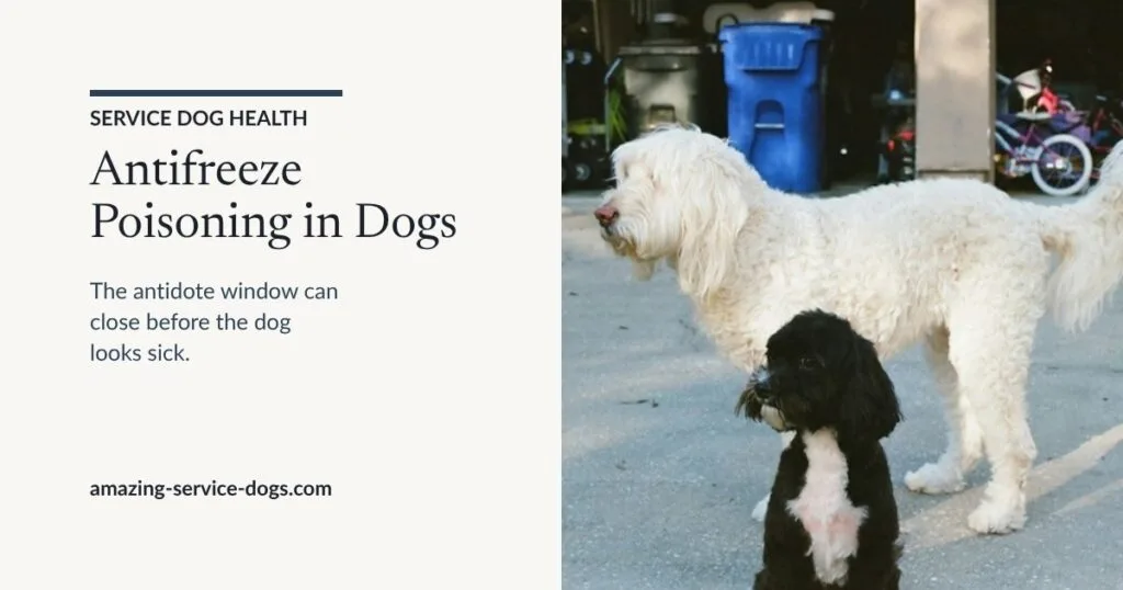 Featured card reading Antifreeze Poisoning in Dogs. The antidote window can close before the dog looks sick. Photo of a large white dog and a small black dog on a concrete driveway in front of an open garage.
