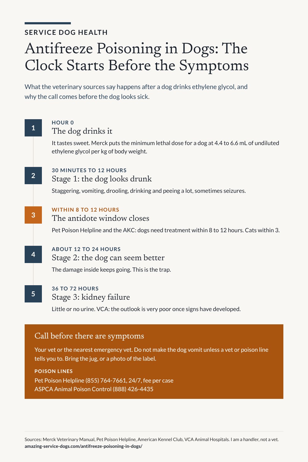 Infographic timeline. Service Dog Health. Antifreeze Poisoning in Dogs: The Clock Starts Before the Symptoms. What the veterinary sources say happens after a dog drinks ethylene glycol, and why the call comes before the dog looks sick. One, hour 0, the dog drinks it: it tastes sweet. Merck puts the minimum lethal dose for a dog at 4.4 to 6.6 mL of undiluted ethylene glycol per kg of body weight. Two, 30 minutes to 12 hours, stage 1, the dog looks drunk: staggering, vomiting, drooling, drinking and peeing a lot, sometimes seizures. Three, highlighted, within 8 to 12 hours, the antidote window closes: Pet Poison Helpline and the AKC say dogs need treatment within 8 to 12 hours, cats within 3. Four, about 12 to 24 hours, stage 2, the dog can seem better: the damage inside keeps going. This is the trap. Five, 36 to 72 hours, stage 3, kidney failure: little or no urine. VCA says the outlook is very poor once signs have developed. Box: Call before there are symptoms. Your vet or the nearest emergency vet. Do not make the dog vomit unless a vet or poison line tells you to. Bring the jug, or a photo of the label. Poison lines: Pet Poison Helpline (855) 764-7661, 24/7, fee per case. ASPCA Animal Poison Control (888) 426-4435. Sources: Merck Veterinary Manual, Pet Poison Helpline, American Kennel Club, VCA Animal Hospitals. I am a handler, not a vet. amazing-service-dogs.com/antifreeze-poisoning-in-dogs/