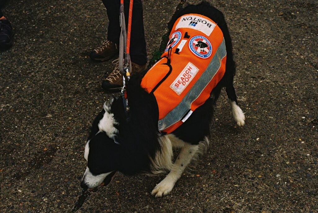 A black and white search dog wearing an orange vest, standing on asphalt