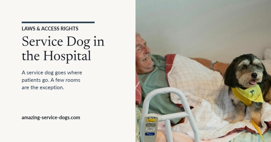 Featured card reading Service Dog in the Hospital. A service dog goes where patients go. A few rooms are the exception. Photo of an older man in a hospital-style bed with a small dog in a yellow bandana beside him.